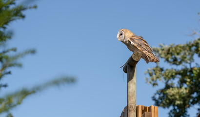 a barn owl (Tyto alba) perched on a wooden post, clear blue sky