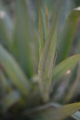 Yucca filamentosa green leaves blue yucca filamentous diagonally close-up, yucca filamentous, leaves of yucca filamentous, green background from leaves, gradient perennial evergreen plant	
