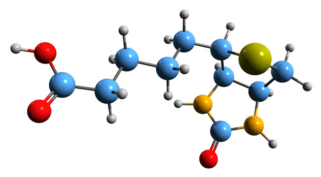  3D image of Biotin skeletal formula - molecular chemical structure of vitamin B7 isolated on white background
