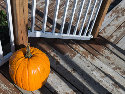 Orange Pumpkin With Copy space