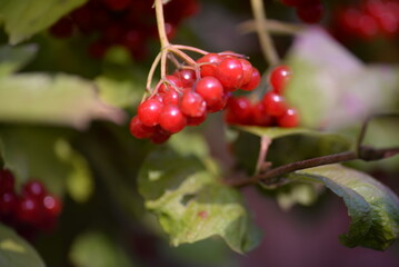 red viburnum, symbol of Ukraine, branches of viburnum, red fruits of mountain ash against the background of green leaves, closeup, abstract photography, banner, card, beautiful photos, high quality	
