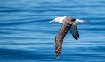 Fototapeta na wymiar White-capped Albatross, Thalassarche steadi