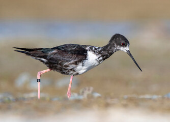 Black Stilt, Himantopus novaezelandiae
