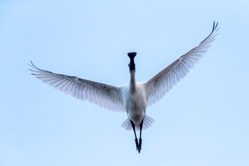 Royal spoonbill, Platalea regia