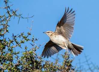 New Zealand Pipit, Anthus novaeseelandiae