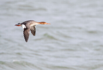 Red-breasted Merganser, Mergus serrator