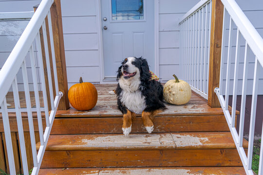 A Dog and Her Pumpkins
