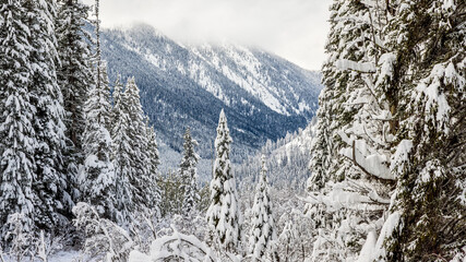Snow, Trees, Mountains