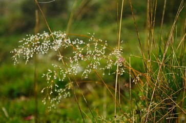 drops of water on a blade of grass. Damp pasture in the Swiss mountains.  artistic beautiful nature High quality photo. 