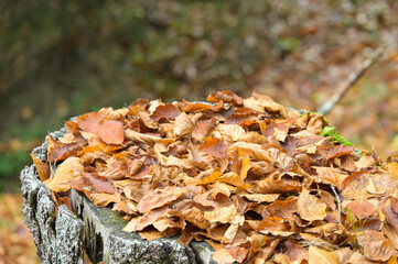 leaves and moss over the bark of the tree in autumn