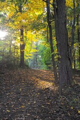 Sunbeam illuminated path through woodlands in autumn color