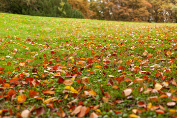 Yellow-red foliage lying on a green lawn in an autumn park, soft focus landscape photo
