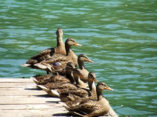 Ducks on the boardwalk watch the people walk by as they enjoy the warm sun. 