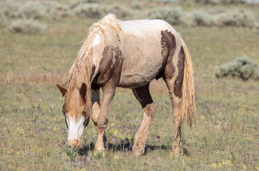 Majestic Wild Horse in the Wyoming Desert in Summer
