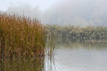 A foggy day in the marshlands of Moodna Creek near the Hudson River.