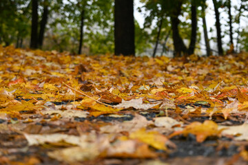 Yellow, gold, and orange leaves pile on the ground in front of a forest during peak foliage season