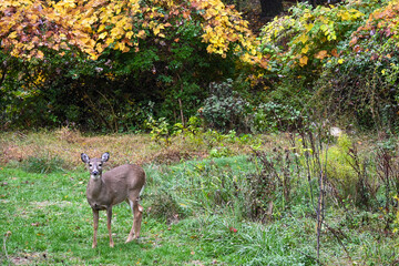 Fototapeta premium A white-tailed deer in a field with fall foliage.