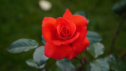 Red rose big and magnificent. Mature rose closeup.