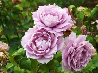 Soft purple roses nicely growing in a park garden and looking so pretty.