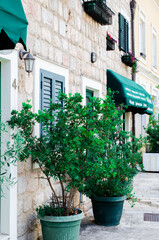 Fototapeta na wymiar Pretty street with green trees in old town Herceg Novi, Montenegro