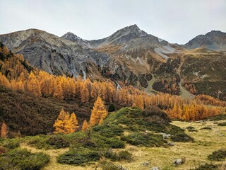 larks forest in sertig thal in davos switzerland. Hiking in the canton of Grisons. Beautiful autumn...