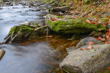 stream in the forest