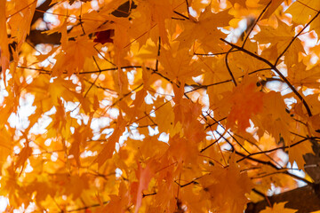 Beautiful vivid maple leaves radiate in color in the fall sunlight urban tree canopy