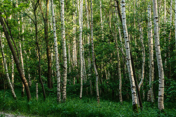birches in an nature area in spring