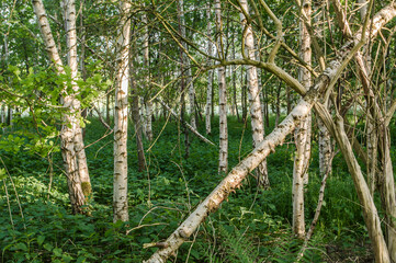birch trees in a nature area in spring