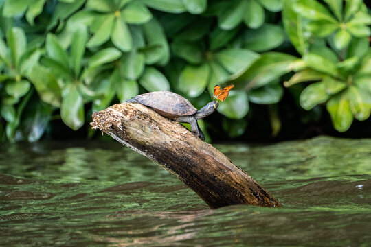 Schmetterling sitzt auf Schildkr&ouml;tes Kopf