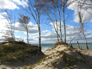 Fototapeta na wymiar tree on the beach on the Curonian Spit 