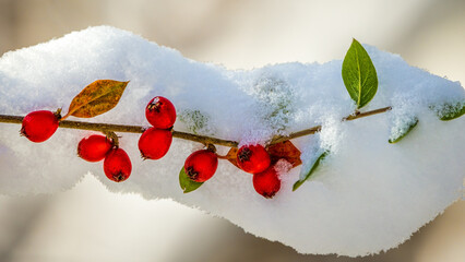 Snow and Berries