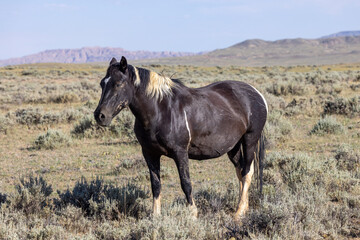 Majestic Wild Horse in the Wyoming Desert in Summer