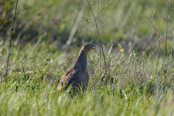 Partridge. Warm colors nature background. Grey Partridge. Perdix perdix