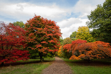mature red japanese maple trees in open space show the effects of autumn and fall as the leaves change color and drop to the grassy floor. seasonal changes are a wonder of nature for people to enjoy