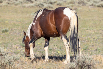 Naklejka na ściany i meble Majestic Wild Horse in the Wyoming Desert in Summer