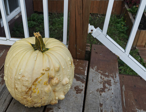 Imperfect White Bumpy Pumpkin on Stairs