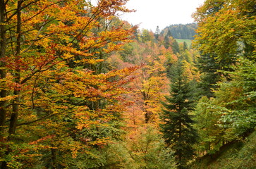 autumn forest. Hiking through the big colorful beautiful swiss forests. Landscape zurich oberland switzerland. High quality photo