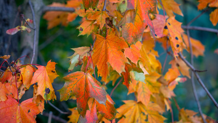 Yellow autumn leaves on tree branches