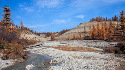 Autumn landscape in the northern larch forest tundra on tributary of the Siberian river.