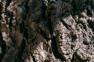 The texture of the bark of a large old tree on a sunny day. Close-up. Macro