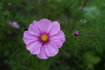 Fototapeta premium Cosmea