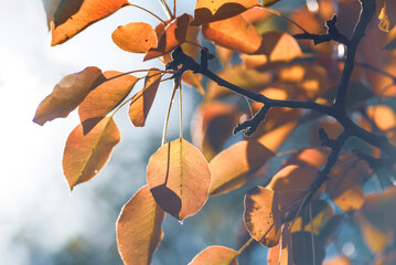 close-up blurred abstract natural background of pear  Autumn red yellow leaves tree,   blue sky ...