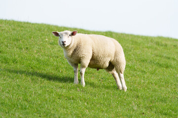 Obraz premium Schaf in Ostfriesland