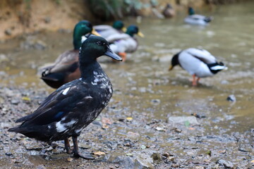 duck and ducklings