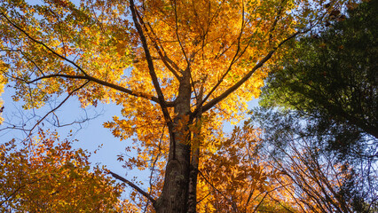 Fototapeta premium autumn in the park