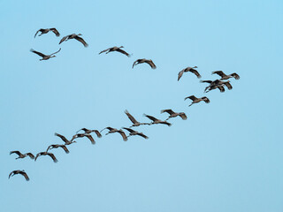Sandhill cranes fly through the autumn skies during migration south