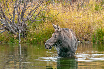 Female Moose Feeding Alone in a pond in Grand Teton National Park