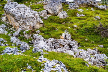 Alpine marmots wandering through rock garden in the evening in the dolomites. Falzarego pass, Dolomites, South Tirol, Italy, Europe.