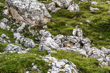 Alpine marmots wandering through rock garden in the evening in the dolomites. Falzarego pass, Dolomites, South Tirol, Italy, Europe.